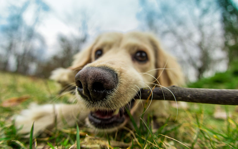 country-canine